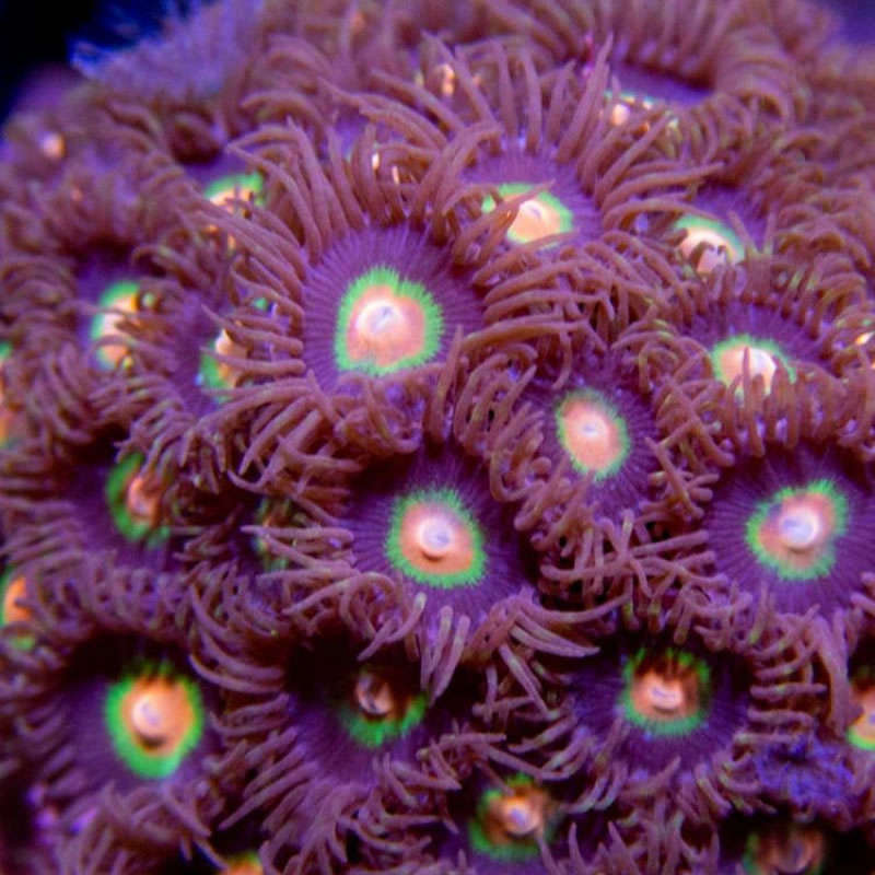 Promethean