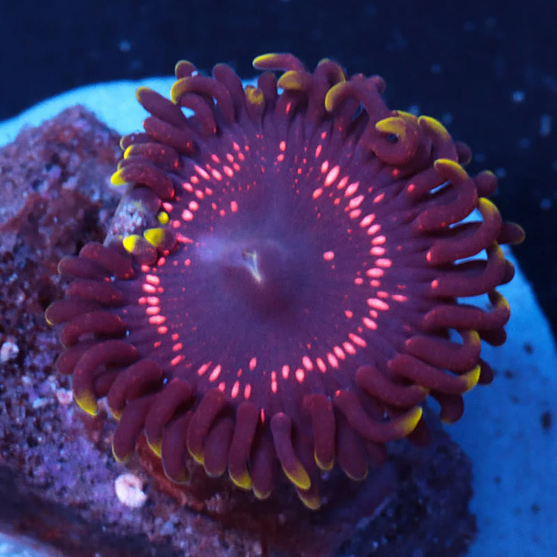 Psychosis zoas - A Reef Creation