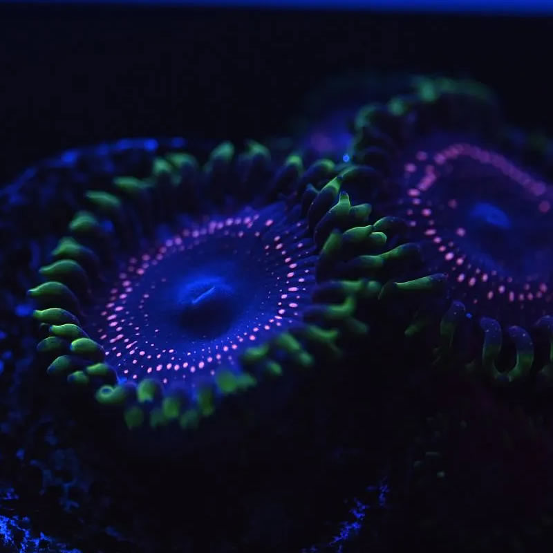 Psychosis zoas - Reef Stable