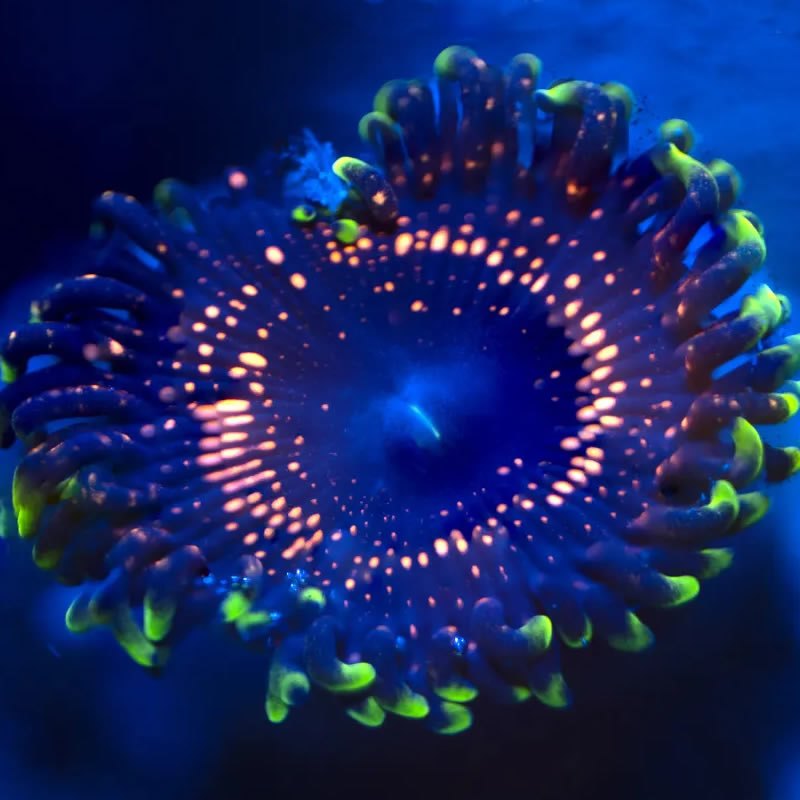 Psychosis zoas - Reef Stable