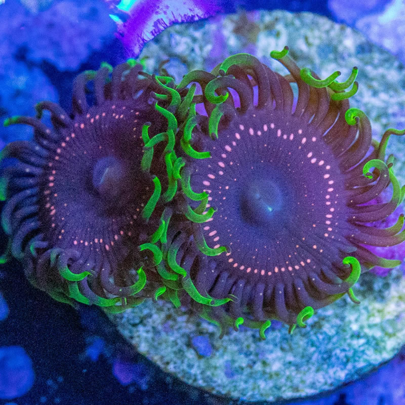 Psychosis zoas - RVA Corals