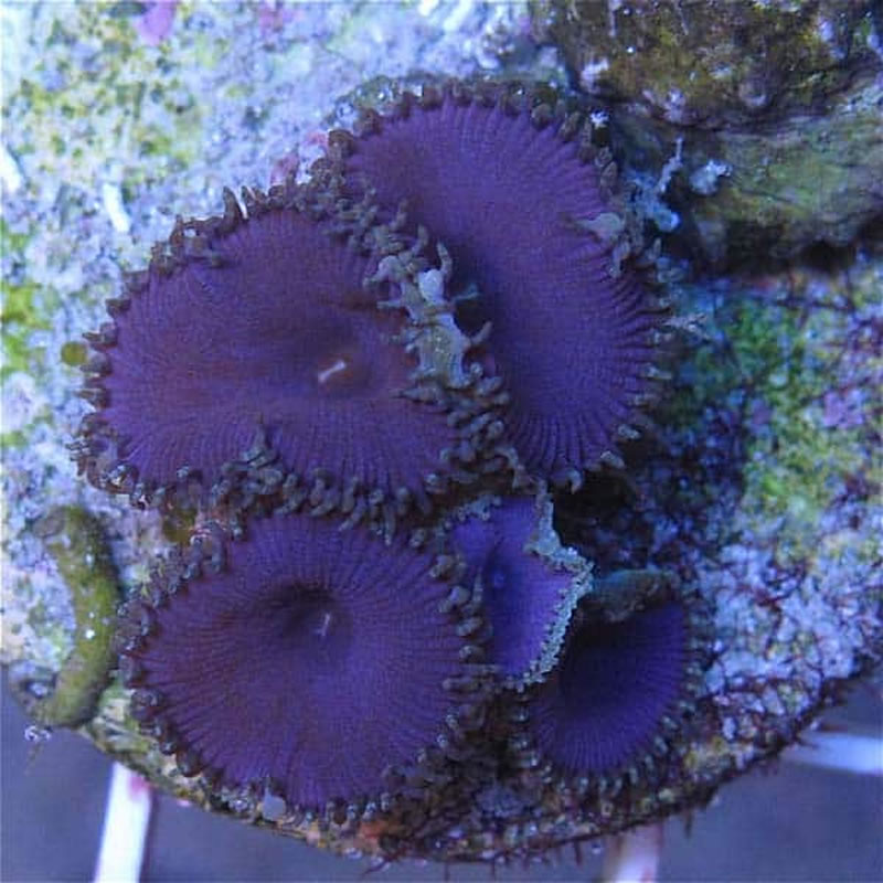 Purple Death Palys