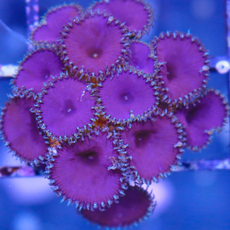 Purple Death Palys