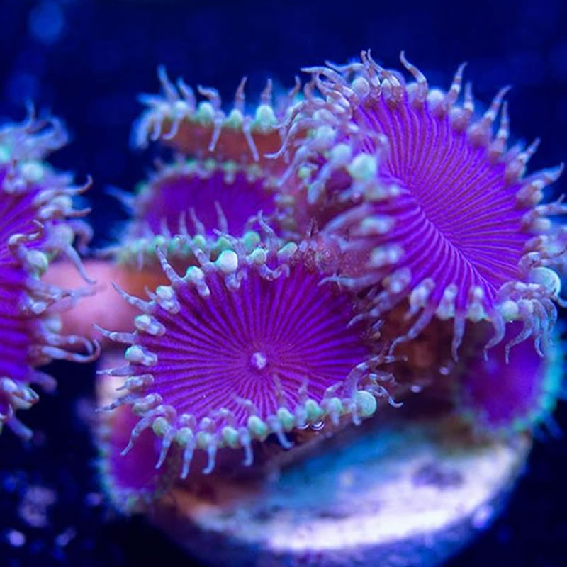 Purple Death Palys
