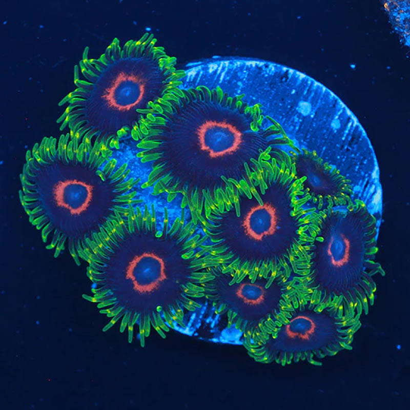 Purple Heart zoas - A Reef Creation