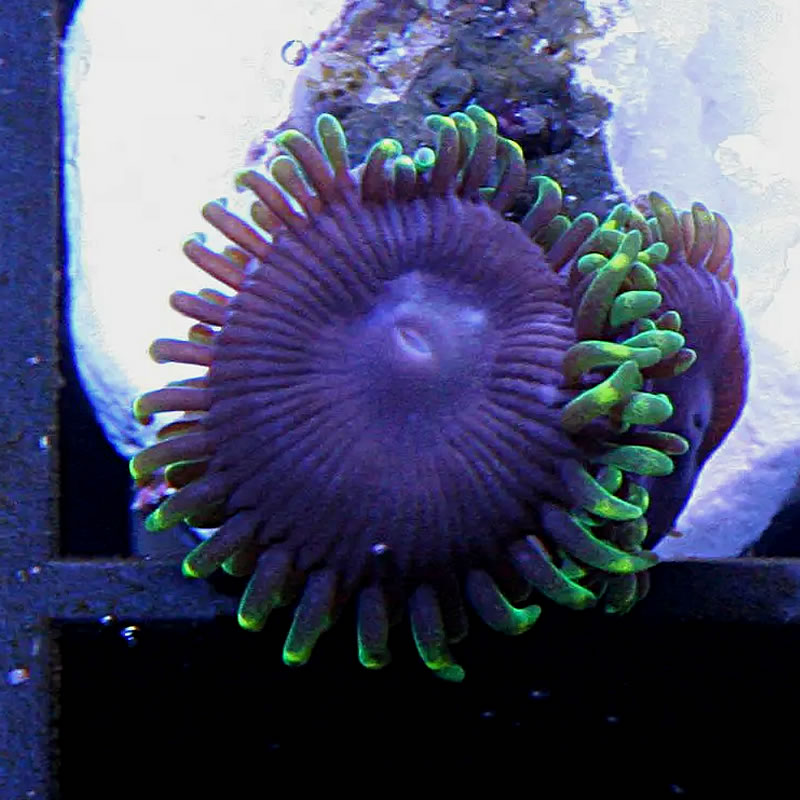 Purple Heart zoas - Doc Aquarium