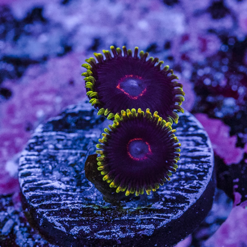 Purple Heart