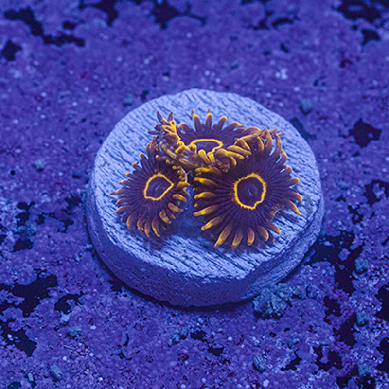 Purple Hornet zoas - Queen City Corals