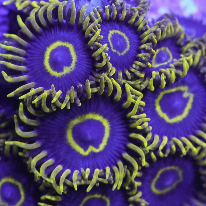 Purple Hornet zoas - RVA Corals