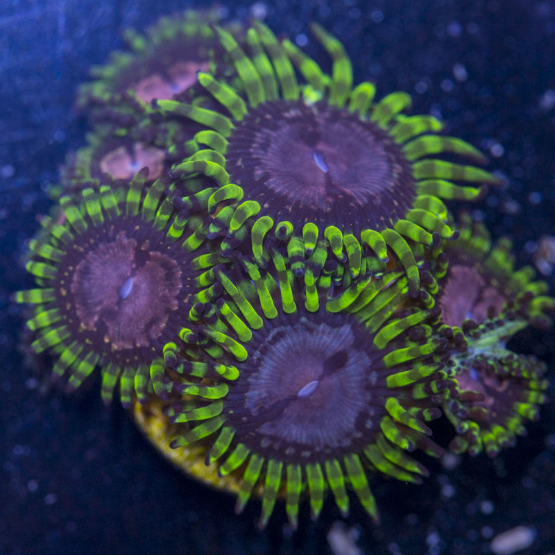 Purple Monster zoas - Reeftopia