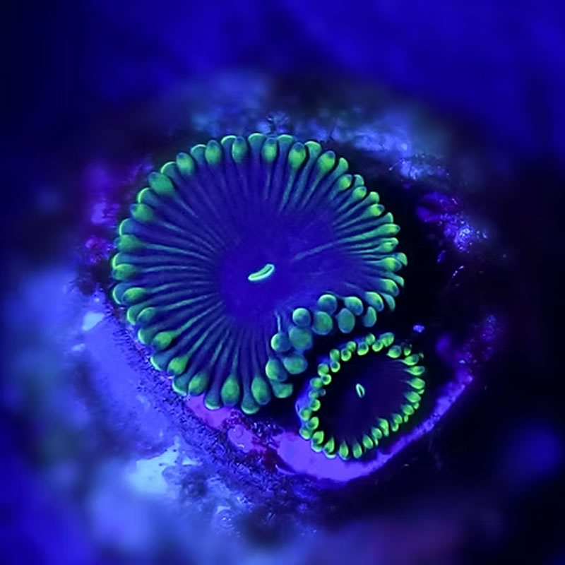 Purple People Eater zoas - CoralAddicts