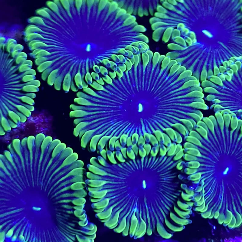 Purple People Eater zoas - CoralAddicts