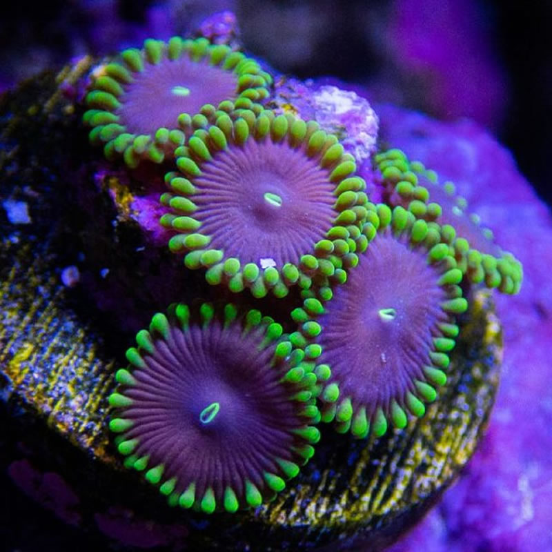 Purple People Eater zoas - Sunnyside Corals
