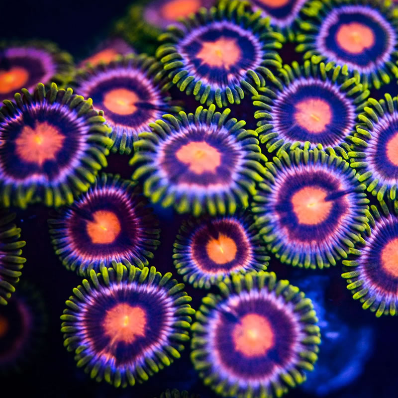 Purple Sunflower