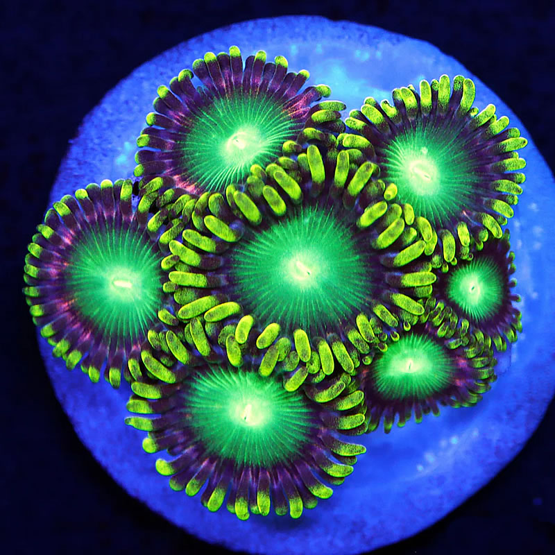 Radioactive Dragon Eye zoas - A Reef Creation