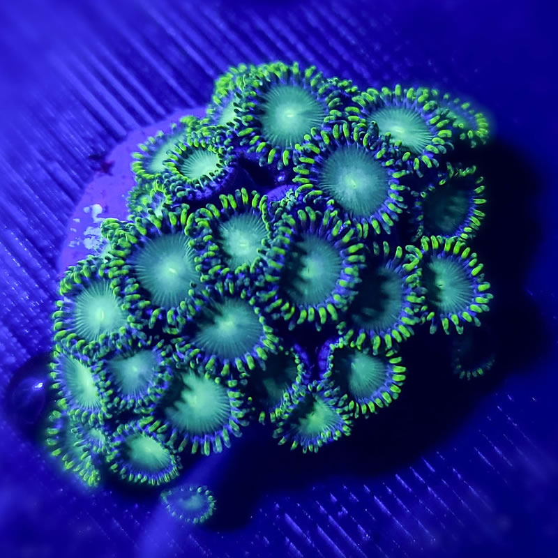 Radioactive Dragon Eye zoas - CoralAddicts
