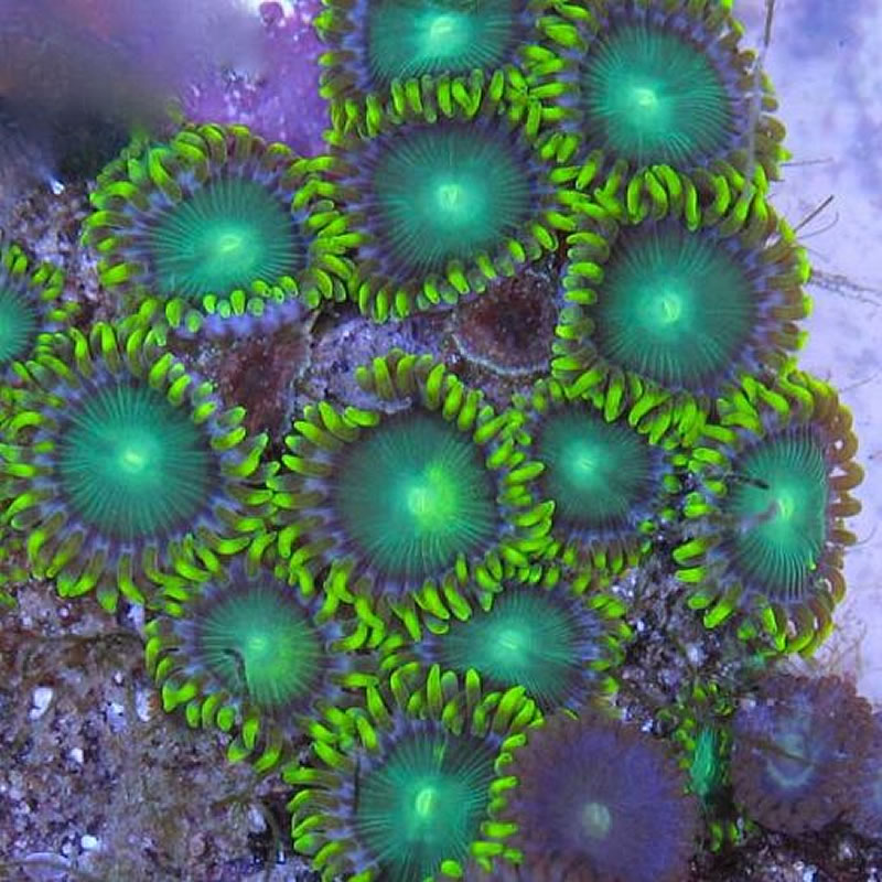 Radioactive Dragon Eye zoas - Cultivated Reef