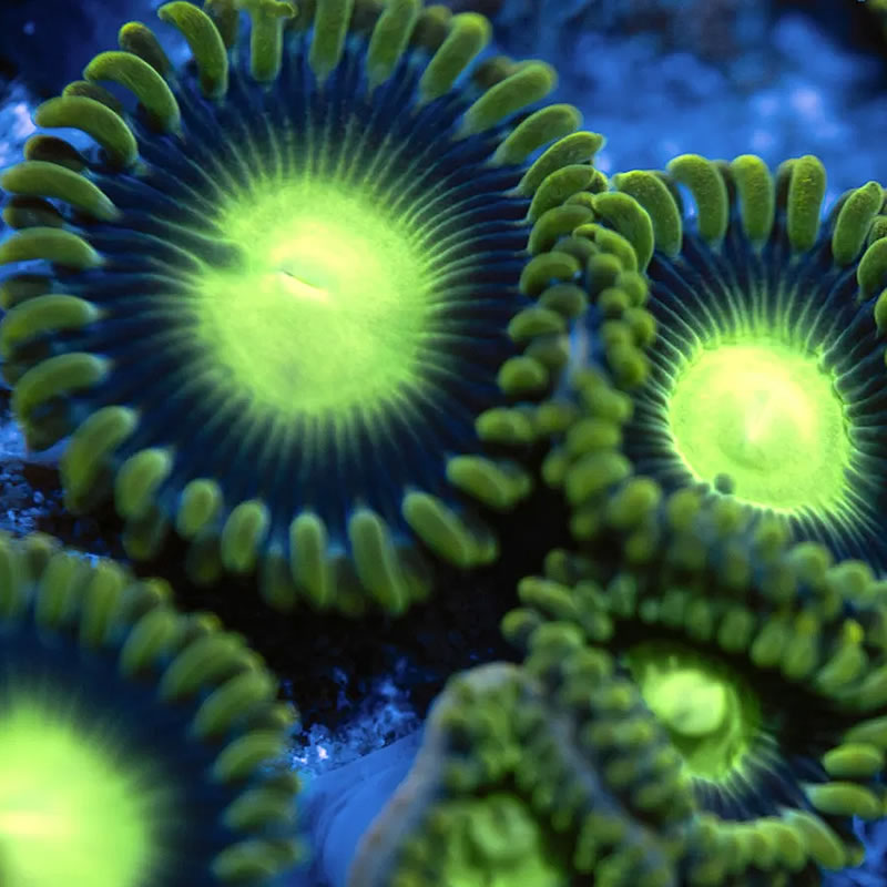 Radioactive Dragon Eye zoas - Reef Stable