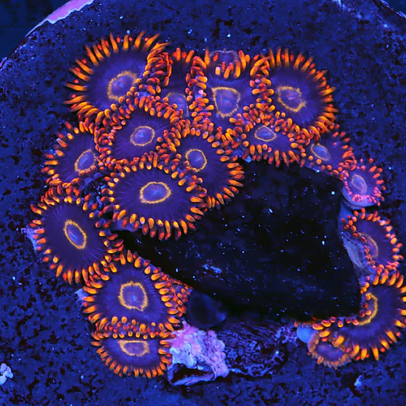Rainbow Hornet zoas - A Reef Creation