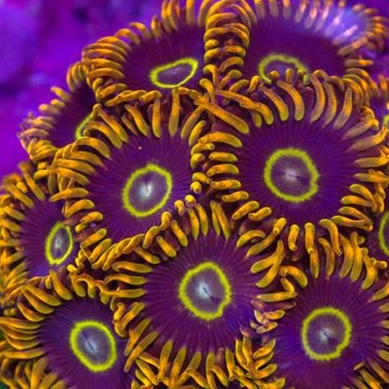Rainbow Hornet zoas - Fragbox Corals