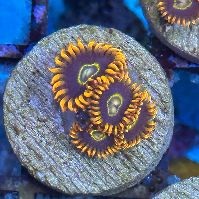 Rainbow Hornet zoas - Reefco Aquariums