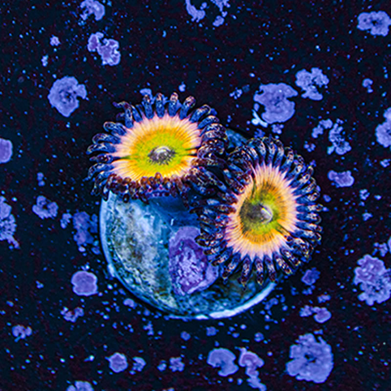Rainbow Infusion