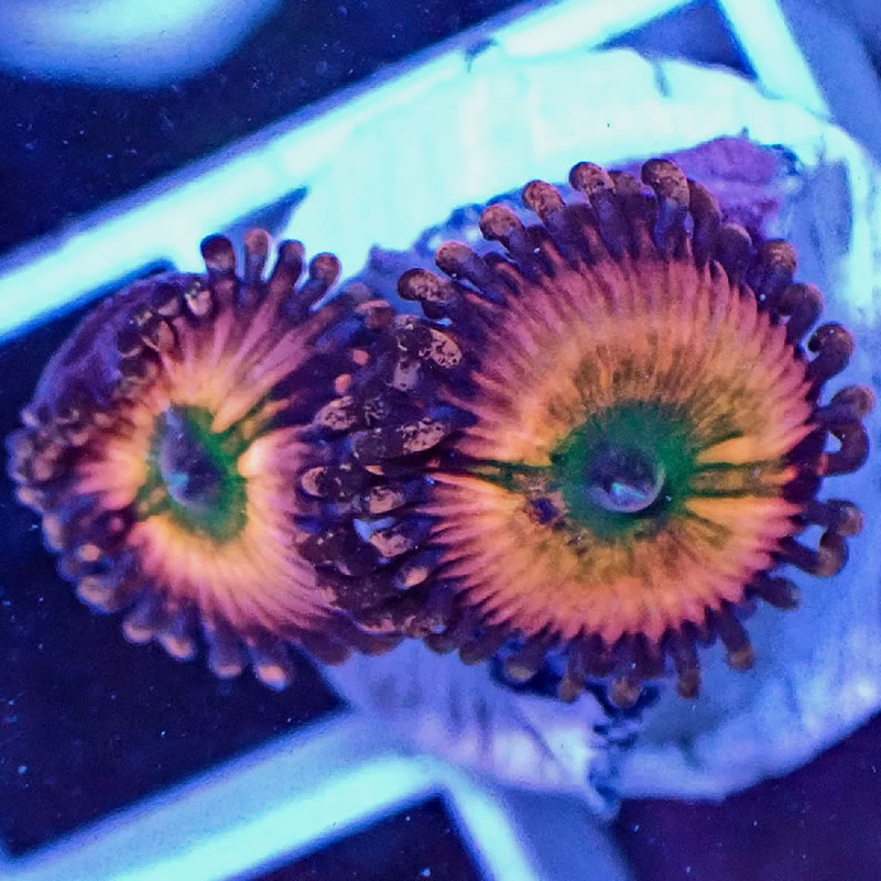 Rainbow Infusion