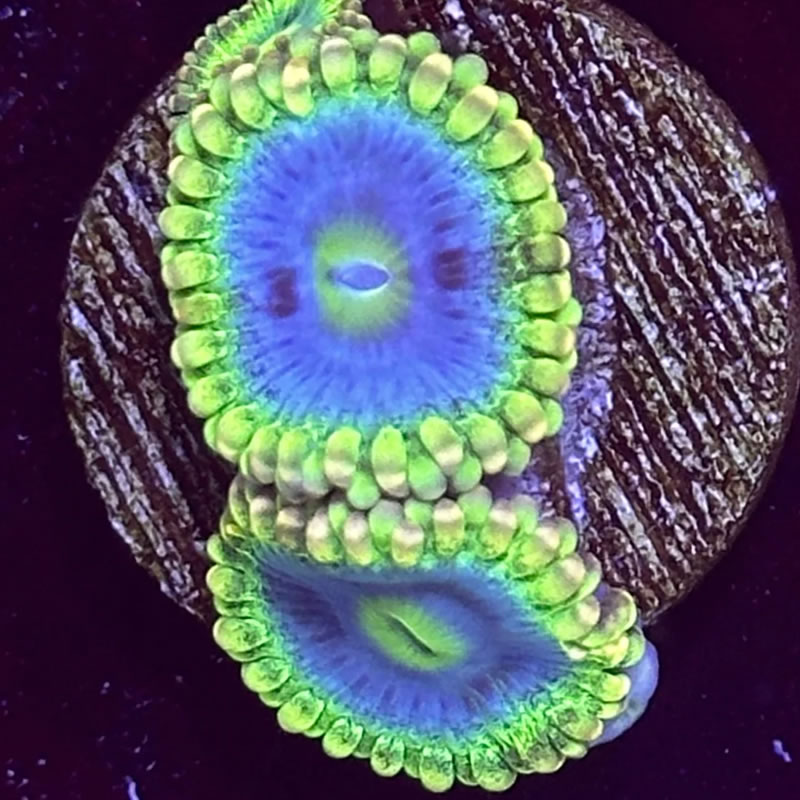 Rainbow Rhino zoas - Reefco Aquariums