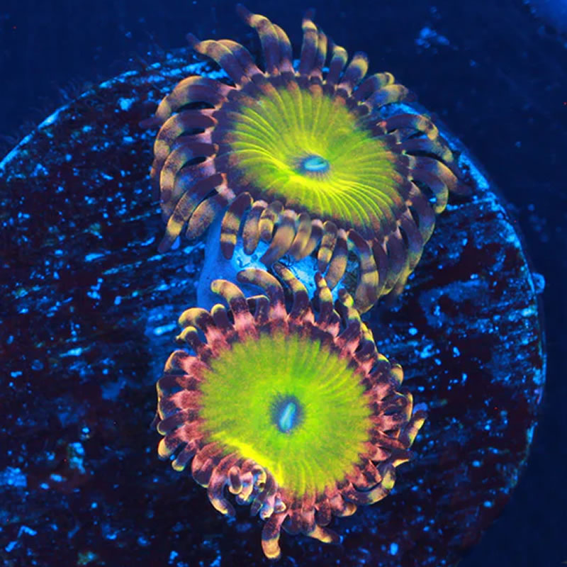 Rainbow Troll zoas - A Reef Creation