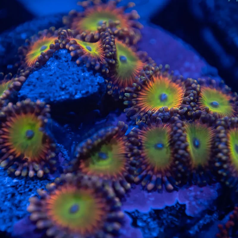 Rainbow Troll zoas - Reef Stable