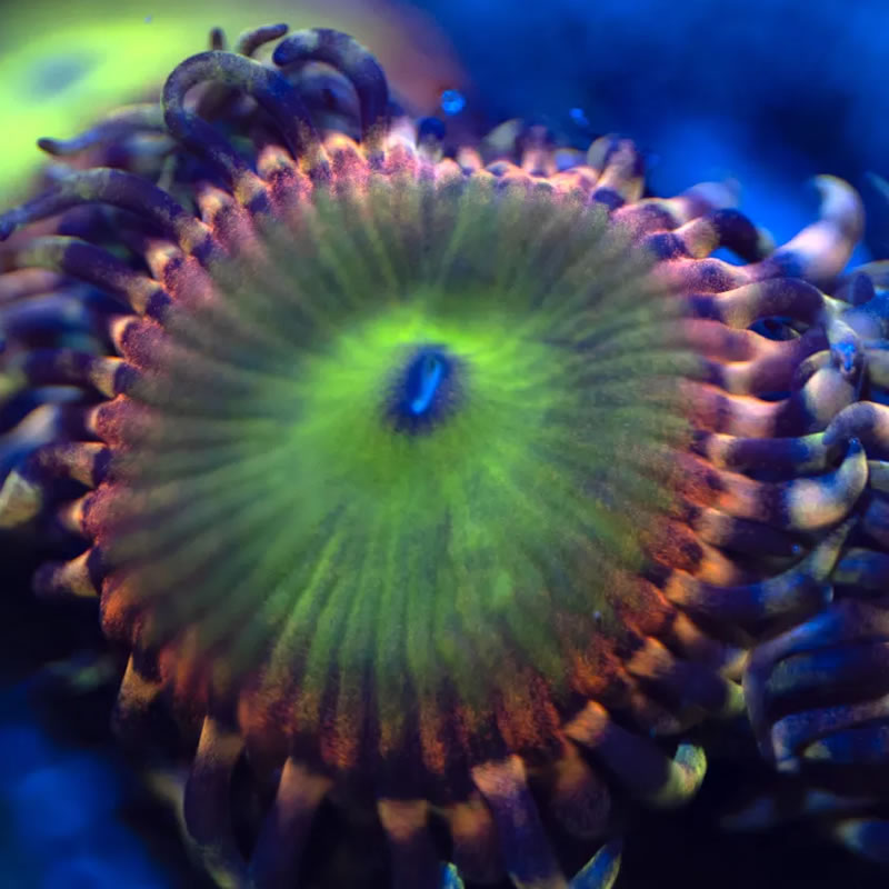 Rainbow Troll zoas - Reef Stable