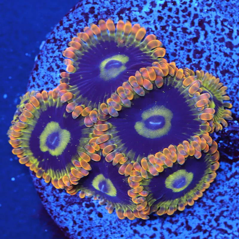 Rainbow Yoda zoas - A Reef Creation
