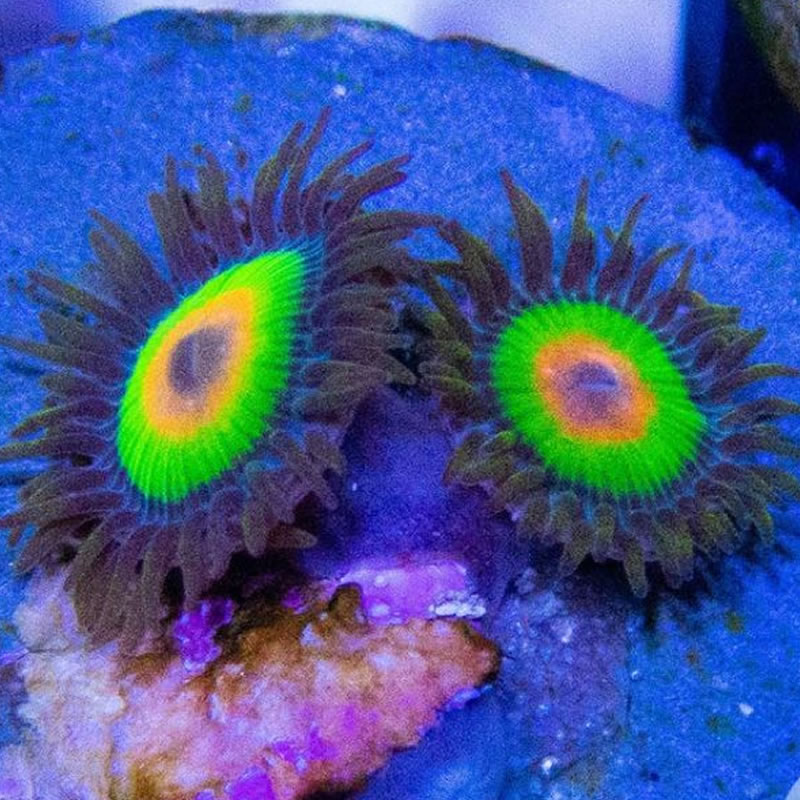 Rasta