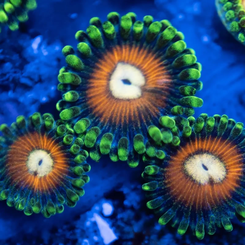 Red Hots zoas - Reef Stable