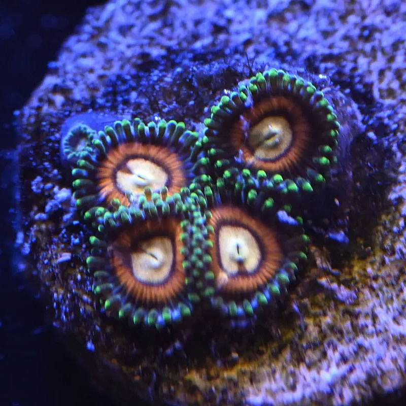Red Hots zoas - Reef Stable
