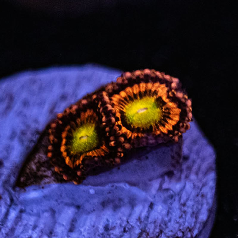 Red Ring of Death zoas - TRSC Aquatics