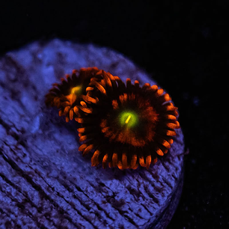 Red Ringer zoas - TRSC Aquatics