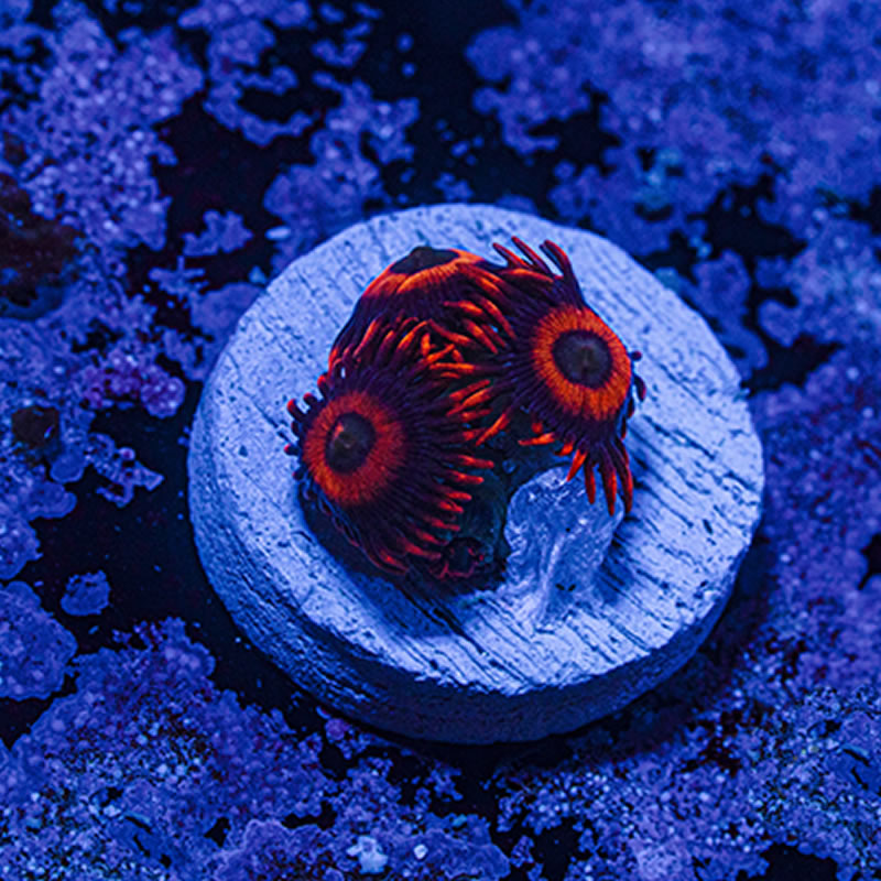 Safe Cracker zoas - Queen City Corals
