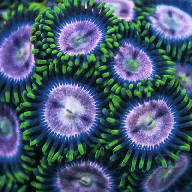 Sakura zoas - RVA Corals