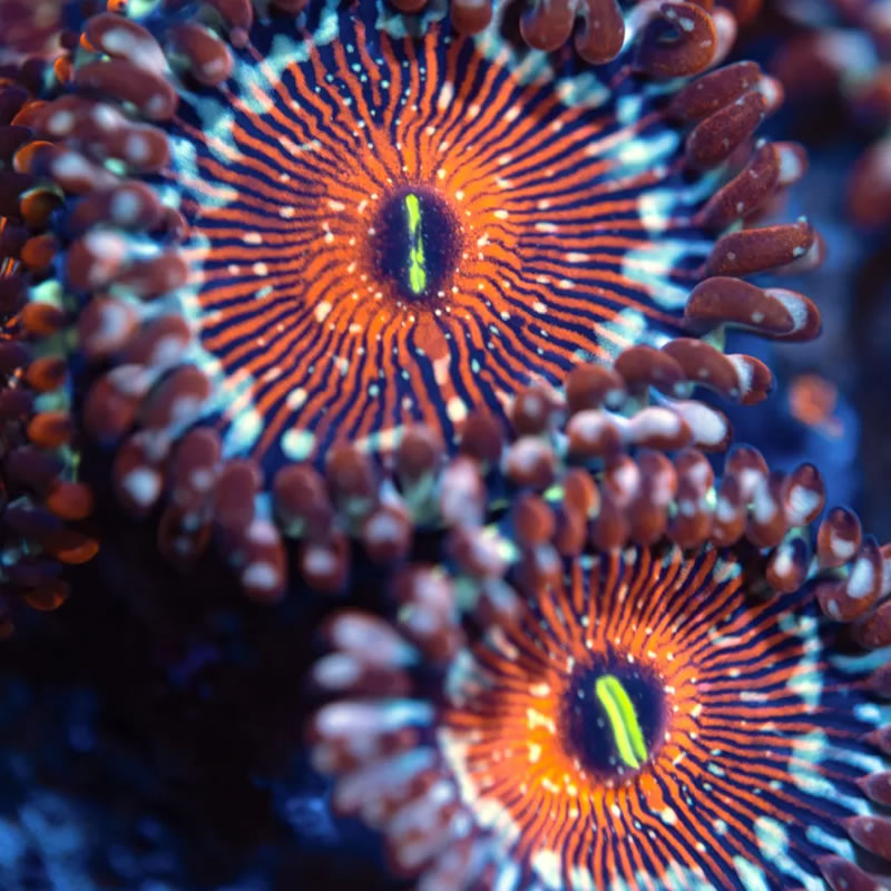Salted Agave zoas - Reef Stable