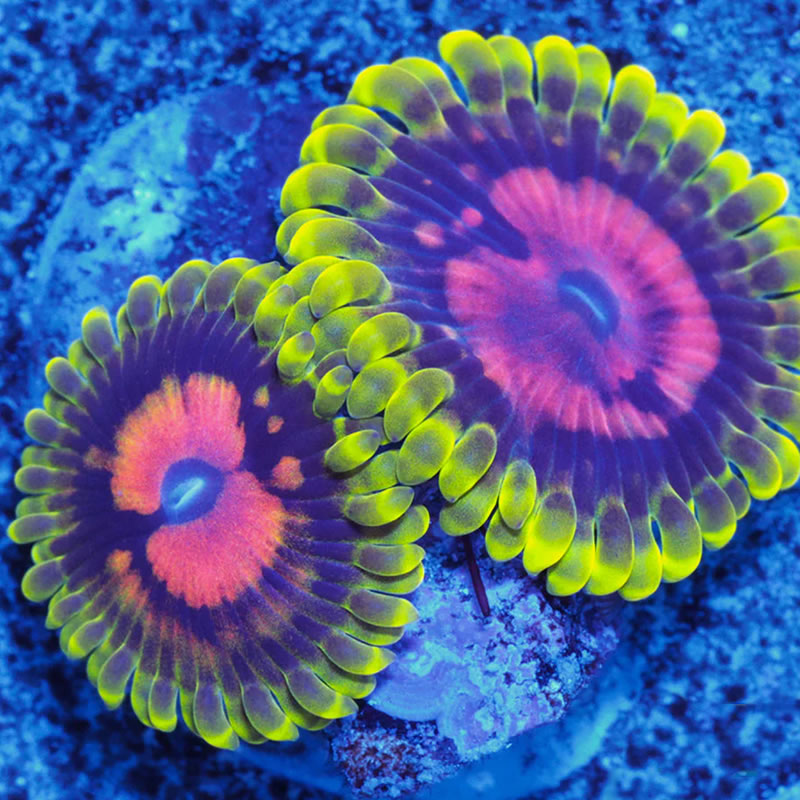 Scarlet Fever zoas - A Reef Creation