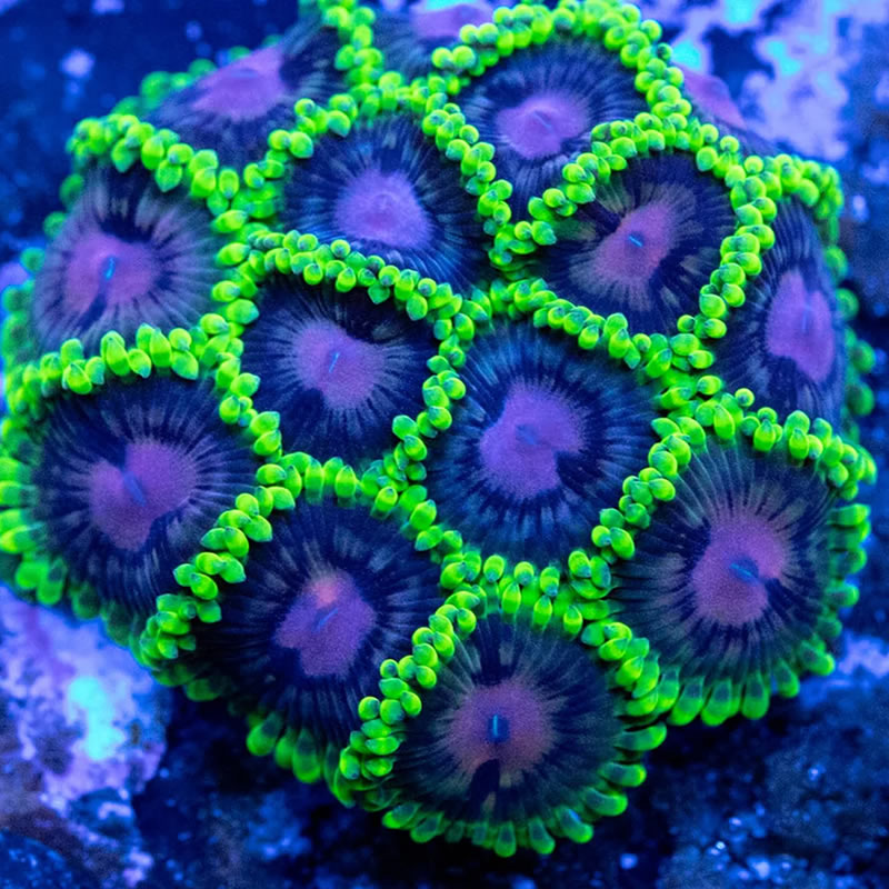 Scarlet Fever zoas - RVA Corals