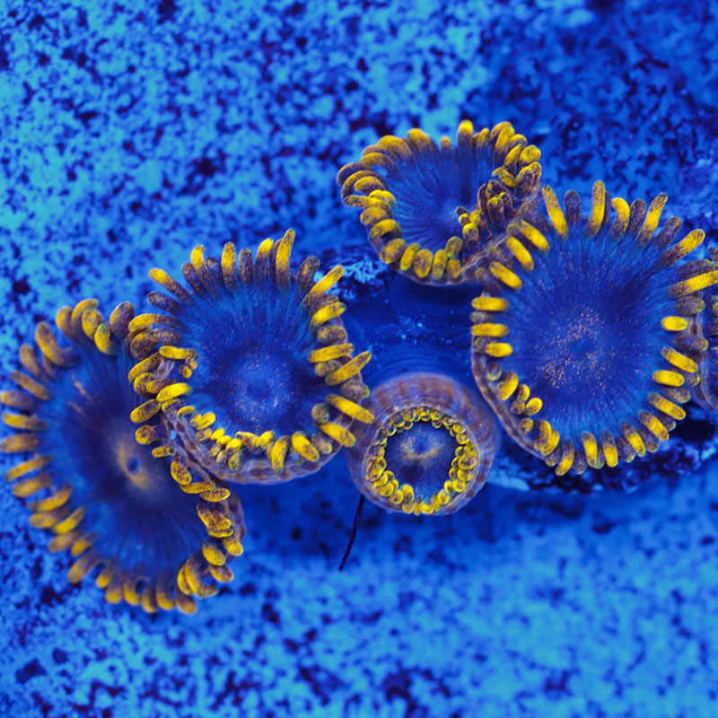 Smurfette zoas - A Reef Creation