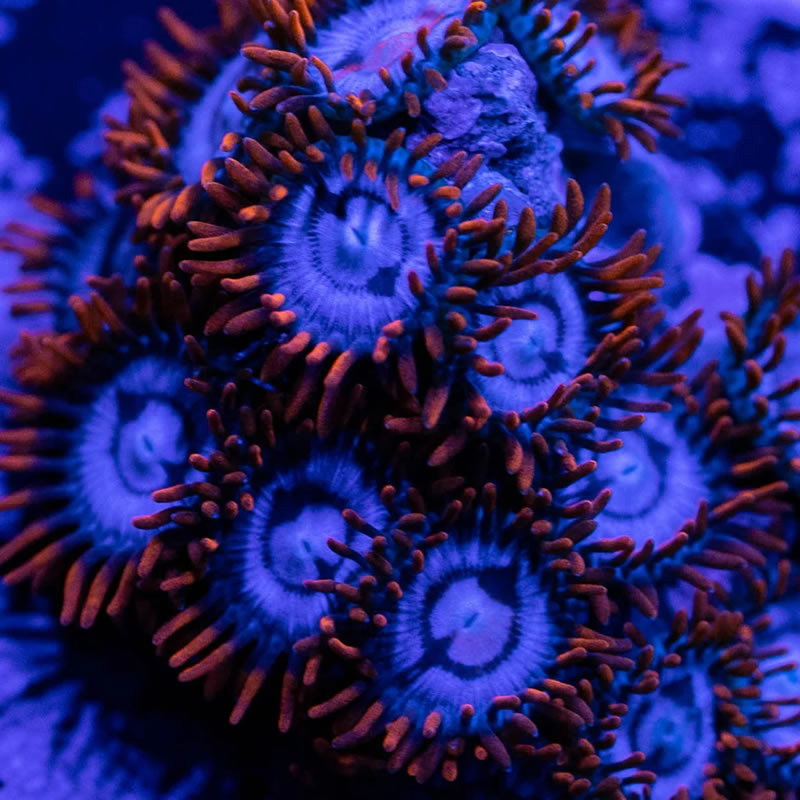 Snitches zoas - RVA Corals