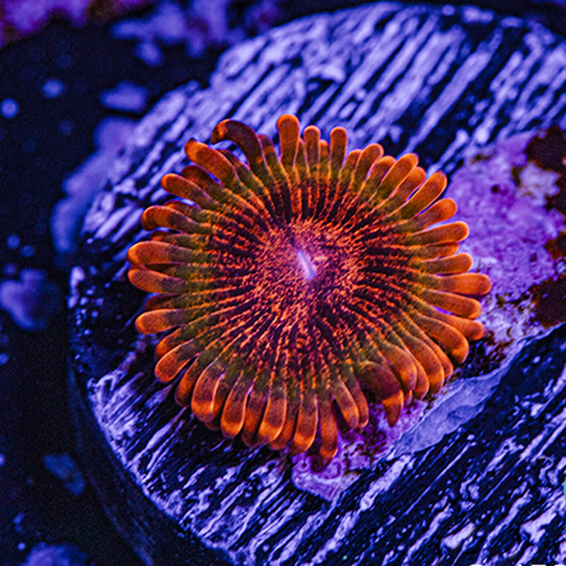 Speckled Krak zoas - Queen City Corals