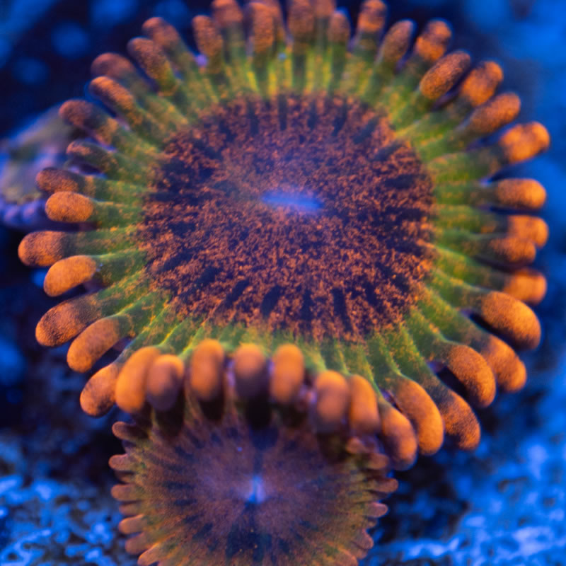 Speckled Krak zoas - Reef Stable