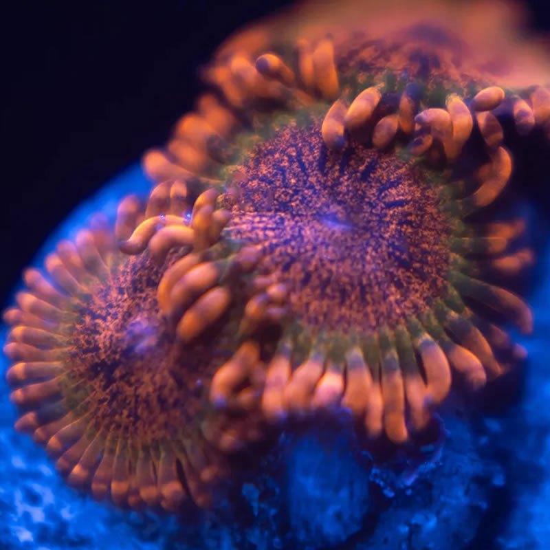 Speckled Krak zoas - Reef Stable