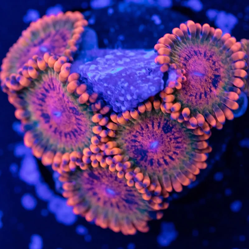 Speckled Krak