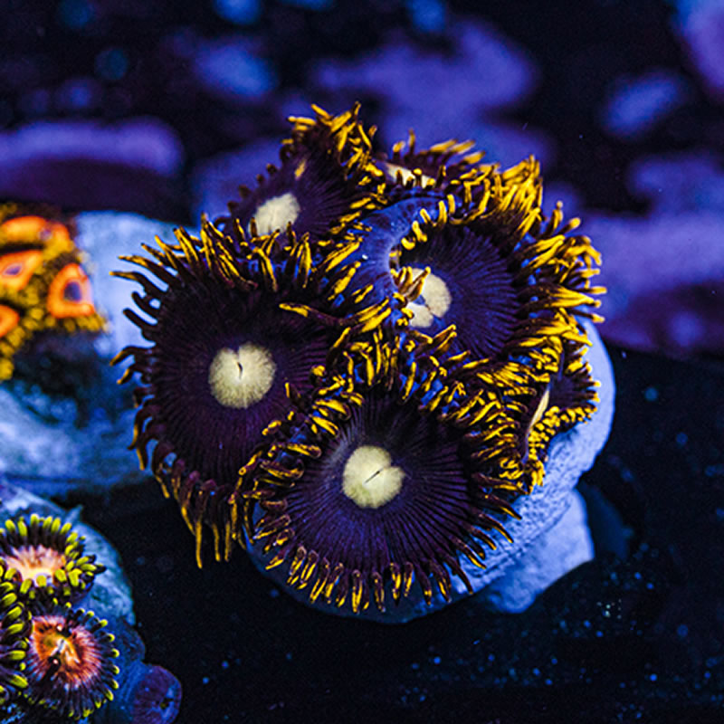 Spyro zoas - Queen City Corals