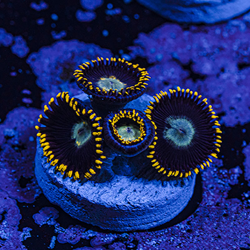 Spyro zoas - Queen City Corals